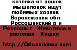 4 котёнка от кошек-мышеловок ищут любимых хозяев - Воронежская обл., Россошанский р-н, Россошь г. Животные и растения » Кошки   